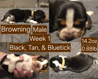 Browning Brown Male, a male Beagle for sale in Bemidji, MN – 2 of 5