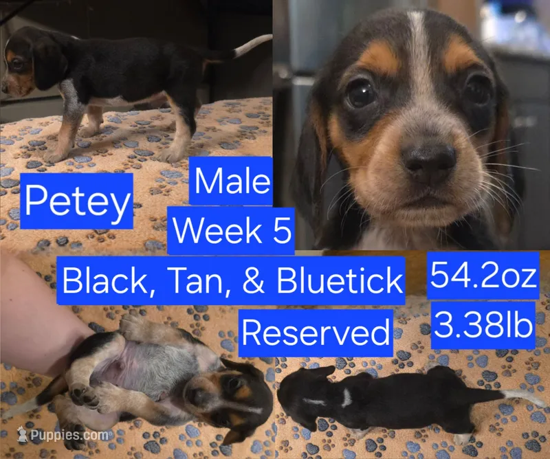 Petey Blue Male – Beagle puppy on hold in Bemidji, MN
