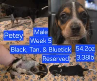 Petey Blue Male, a male Beagle for sale in Bemidji, MN – 1 of 8