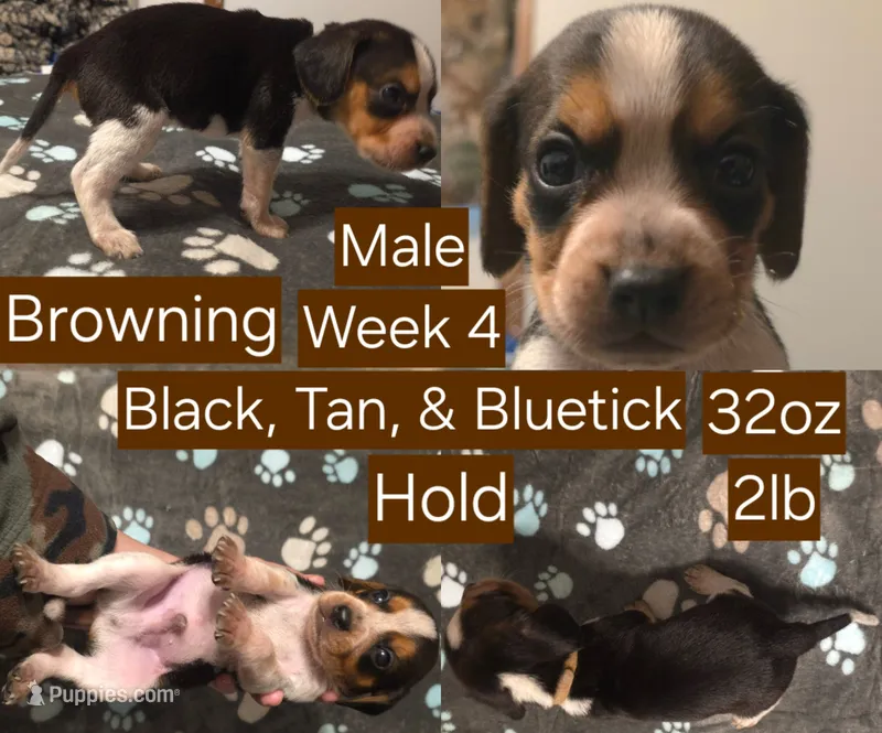 Browning Brown Male – Beagle puppy on hold in Bemidji, MN