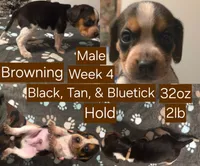 Browning Brown Male, a male Beagle for sale in Bemidji, MN – 2 of 8