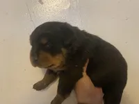 Gucci, a female Rottweiler for sale in Detroit, MI – Photo 1 of 4