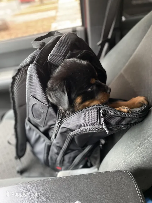 Gucci – Rottweiler puppy for sale in Detroit, MI