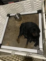 Gucci, a female Rottweiler for sale in Detroit, MI – Photo 2 of 4