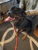 Gucci, a female Rottweiler for sale in Detroit, MI – Photo 3 of 4