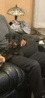 Gucci, a female Rottweiler for sale in Detroit, MI – Photo 4 of 4