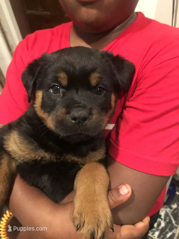 Popeye – Rottweiler puppy for sale in Detroit, MI