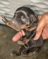 Popeye, a male Rottweiler for sale in Detroit, MI – Photo 2 of 4