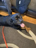 Popeye, a male Rottweiler for sale in Detroit, MI – Photo 4 of 4