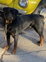 Bubbles, a female Rottweiler for sale in Detroit, MI – Photo 2 of 4