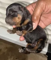 Bubbles, a female Rottweiler for sale in Detroit, MI – Photo 1 of 4