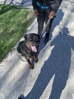 Bubbles, a female Rottweiler for sale in Detroit, MI – Photo 4 of 4