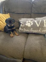 Bubbles, a female Rottweiler for sale in Detroit, MI – Photo 3 of 4