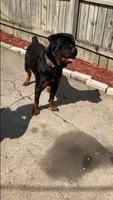 Coco, a female Rottweiler for sale in Detroit, MI – Photo 3 of 4