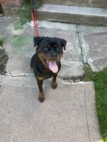 Coco, a female Rottweiler for sale in Detroit, MI – Photo 4 of 4