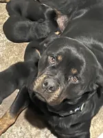 Coco, a female Rottweiler for sale in Detroit, MI – Photo 4 of 4