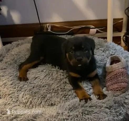 Coco – Rottweiler puppy for sale in Detroit, MI