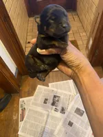 Delia, a female Rottweiler for sale in Detroit, MI – Photo 3 of 3