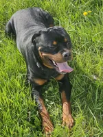 Rocko, a male Rottweiler for sale in Detroit, MI – Photo 3 of 5