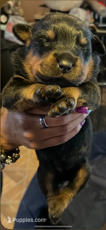 Delia – Rottweiler puppy for sale in Detroit, MI
