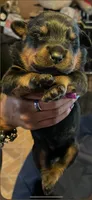 Rocko, a male Rottweiler for sale in Detroit, MI – Photo 5 of 5