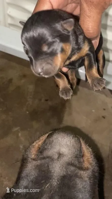 Rocko – Rottweiler puppy for sale in Detroit, MI