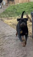 Rocko, a male Rottweiler for sale in Detroit, MI – Photo 2 of 5