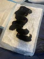 Rocko, a male Rottweiler for sale in Detroit, MI – Photo 4 of 5