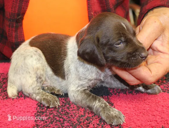 Rex – German Shorthaired Pointer puppy for sale in Gladwin, MI