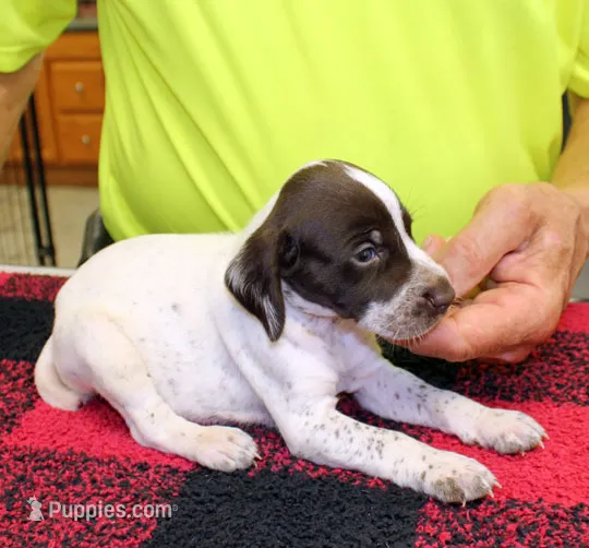 Buddy – German Shorthaired Pointer puppy for sale in Gladwin, MI