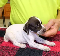 Buddy, a male German Shorthaired Pointer for sale in Gladwin, MI – 1 of 1