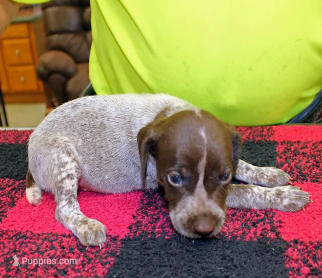 Lucy – German Shorthaired Pointer puppy for sale in Gladwin, MI