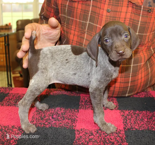 Ruby – German Shorthaired Pointer puppy for sale in Gladwin, MI