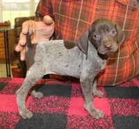 Ruby, a female German Shorthaired Pointer for sale in Gladwin, MI – 1 of 1