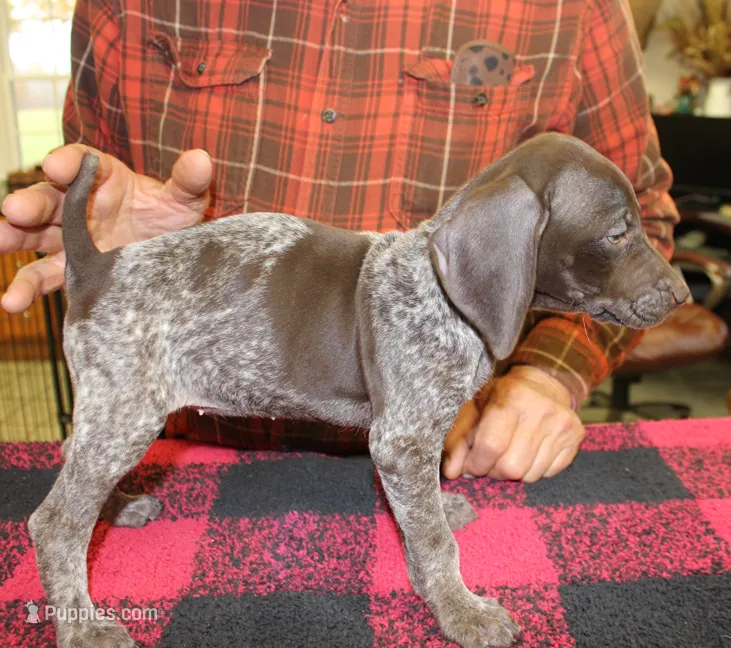 Libby – German Shorthaired Pointer puppy for sale in Gladwin, MI