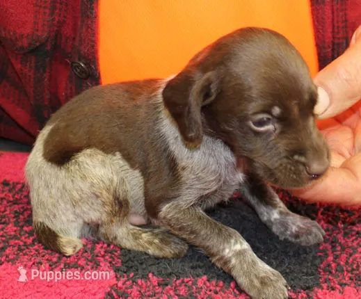 Buddy – German Shorthaired Pointer puppy for sale in Gladwin, MI