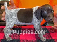 Rex – German Shorthaired Pointer puppy for sale in Gladwin, MI