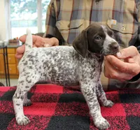 Libby, a female German Shorthaired Pointer for sale in Gladwin, MI – 1 of 1