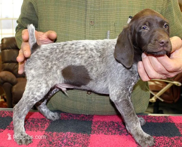 Rex – German Shorthaired Pointer puppy for sale in Gladwin, MI