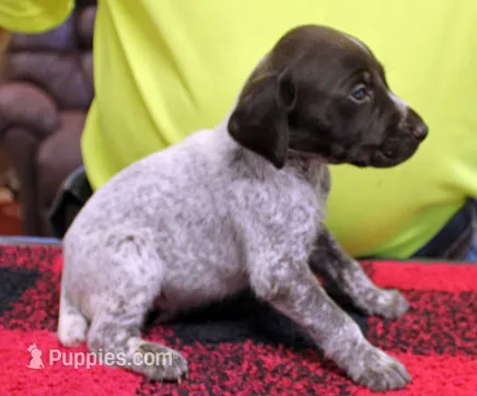 Rex – German Shorthaired Pointer puppy for sale in Gladwin, MI