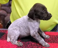Rex, a male German Shorthaired Pointer for sale in Gladwin, MI – 1 of 1