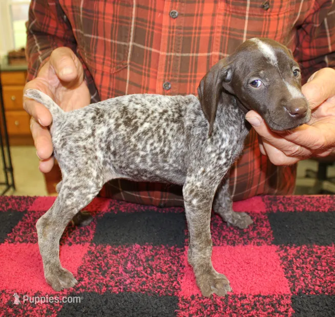 Judy – German Shorthaired Pointer puppy for sale in Gladwin, MI