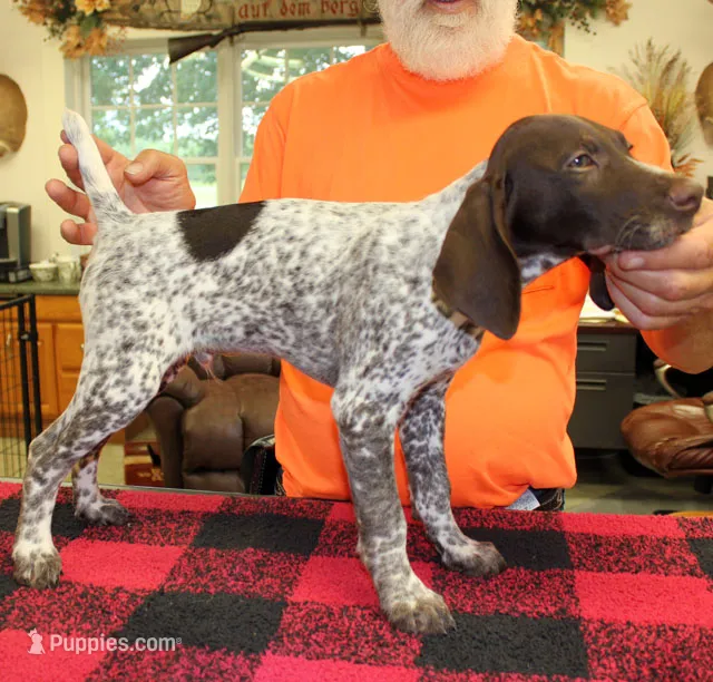 Rex – German Shorthaired Pointer puppy for sale in Gladwin, MI