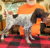 Rex, a male German Shorthaired Pointer for sale in Gladwin, MI – 1 of 1