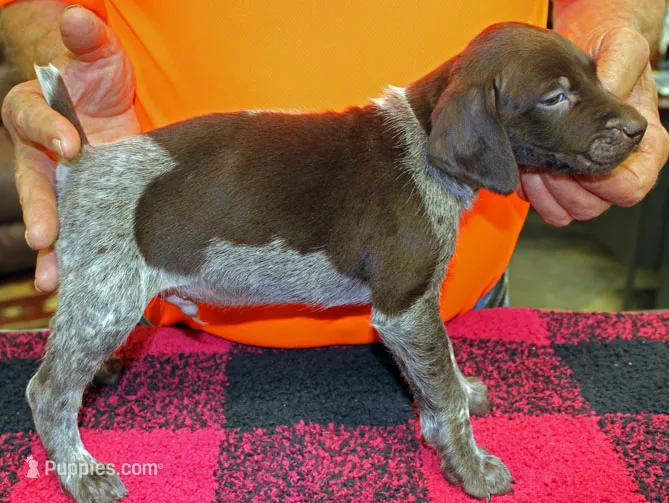 Buddy – German Shorthaired Pointer puppy for sale in Gladwin, MI