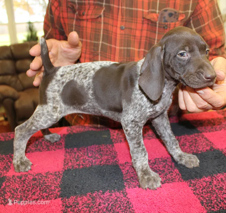 Buddy – German Shorthaired Pointer puppy for sale in Gladwin, MI