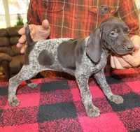 Buddy, a male German Shorthaired Pointer for sale in Gladwin, MI – 1 of 1