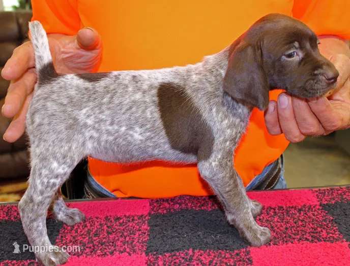 Llibby – German Shorthaired Pointer puppy for sale in Gladwin, MI