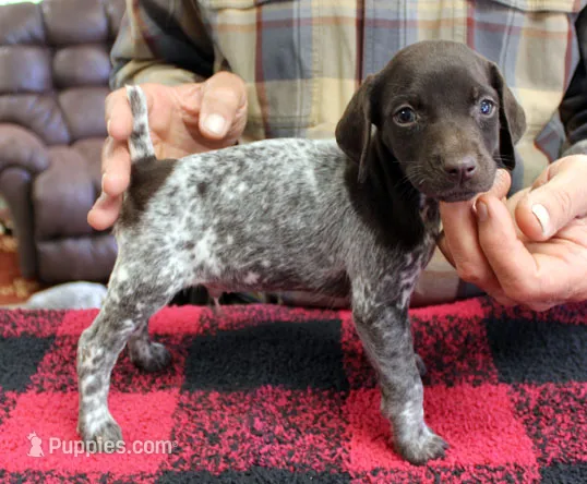 Jake – German Shorthaired Pointer puppy for sale in Gladwin, MI