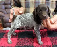 Jake, a male German Shorthaired Pointer for sale in Gladwin, MI – 1 of 1